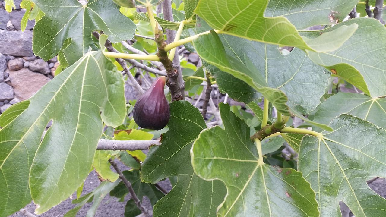 Finca Fajardo La Vegueta Eksteriør bilde